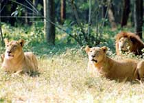 琼山热带野生动植物园