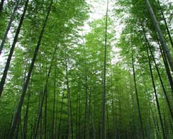 永川茶山竹海